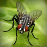 /album/gli-amici-degli-animali/photolia-a01-jpg/