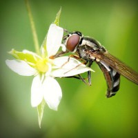 /album/gli-amici-degli-animali/photolia-a02-jpg/