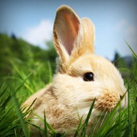 /album/gli-amici-degli-animali/photolia-a03-jpg/