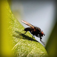 /album/gli-amici-degli-animali/photolia-a04-jpg/