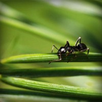 /album/gli-amici-degli-animali/photolia-a05-jpg/