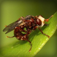 /album/gli-amici-degli-animali/photolia-a06-jpg/