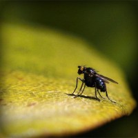 /album/gli-amici-degli-animali/photolia-a07-jpg/