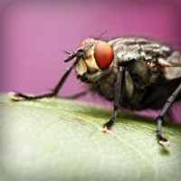 /album/gli-amici-degli-animali/photolia-a08-jpg/